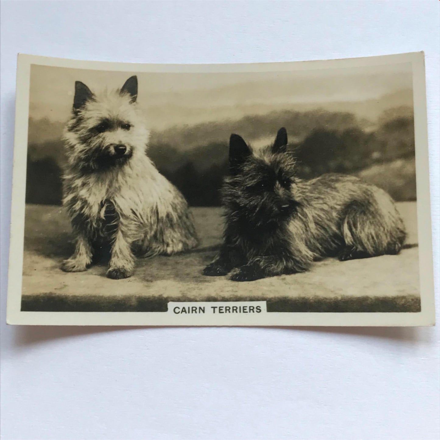 DOGS - SENIOR SERVICE CIGARETTE CARDS 1930S PHOTOS - take your pick