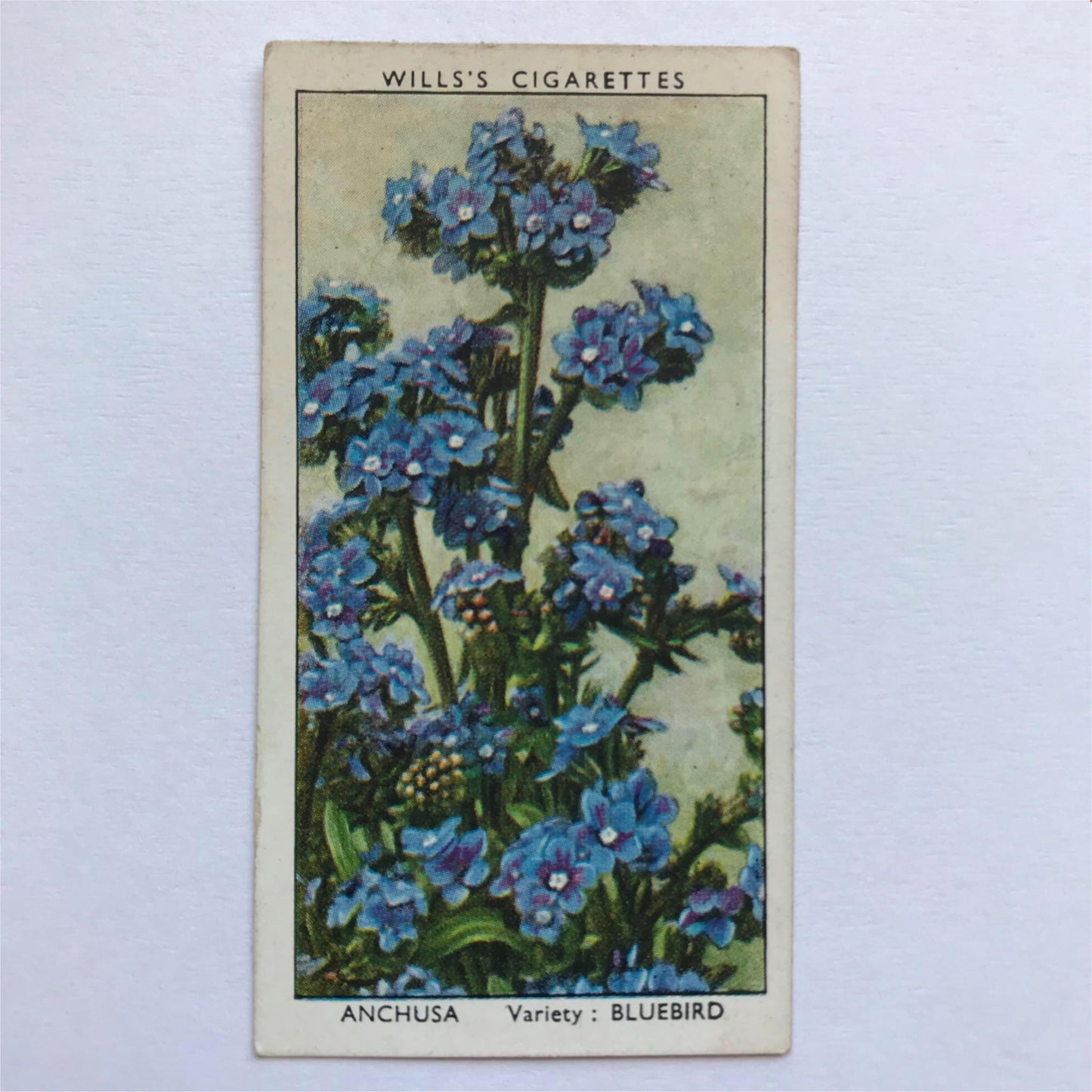 Wills Cigarette Cards GARDEN FLOWERS 1939 1930s - Pick! the ones you want