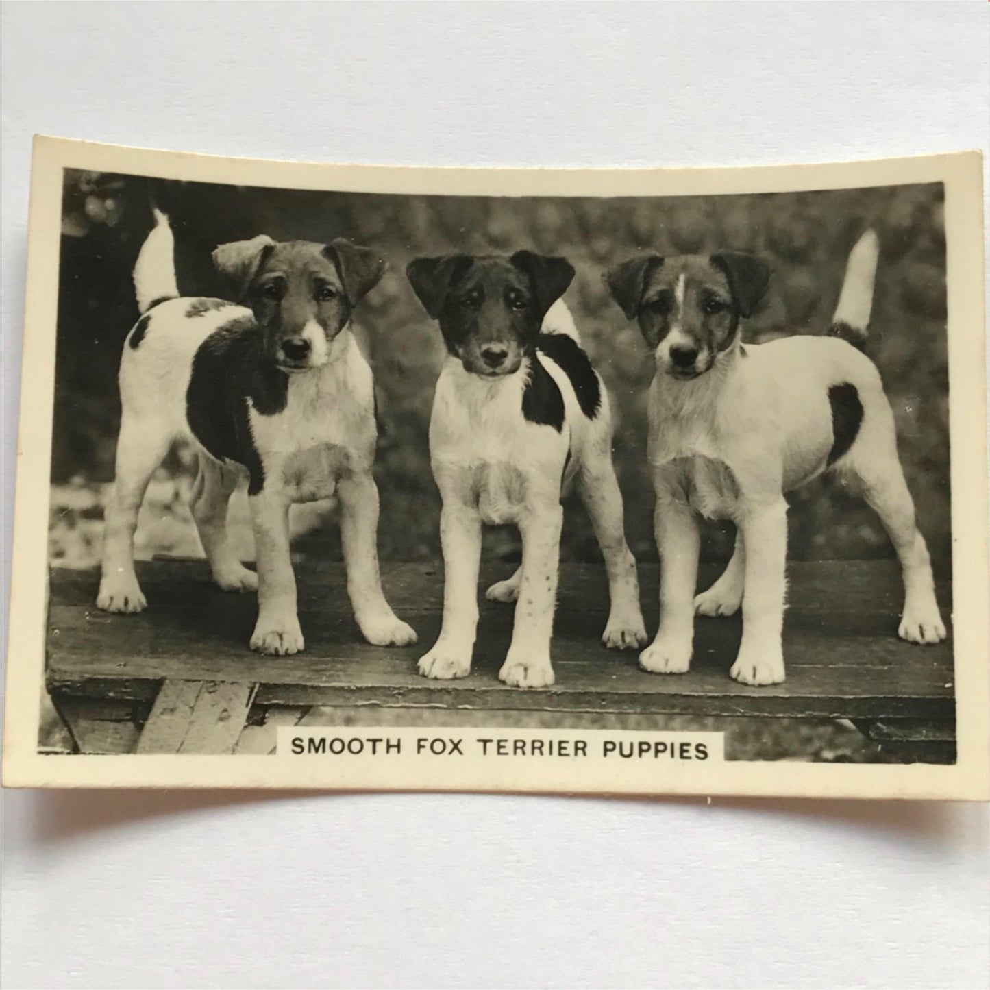 DOGS - SENIOR SERVICE CIGARETTE CARDS 1930S PHOTOS - take your pick