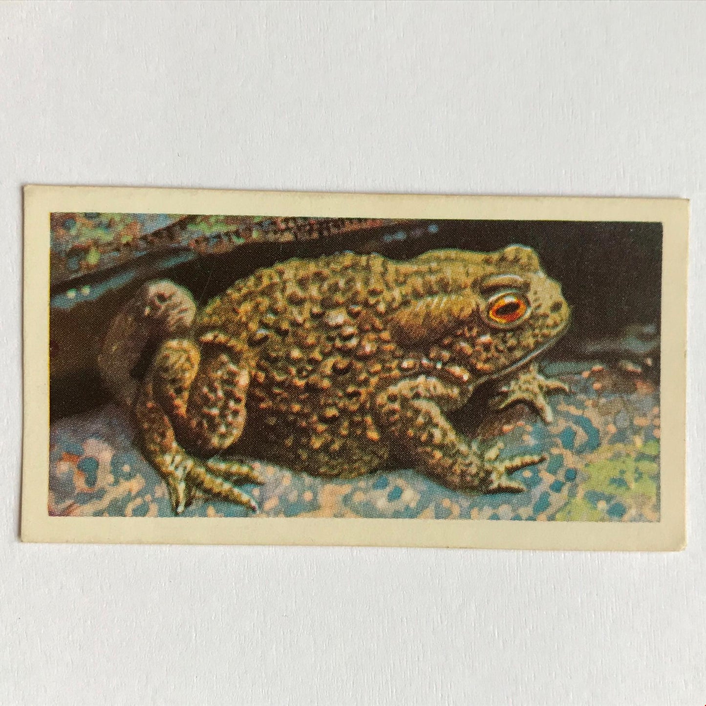 BRITISH WILD LIFE - Brooke Bond Tea Cards - Take your pick - wildlife pictures