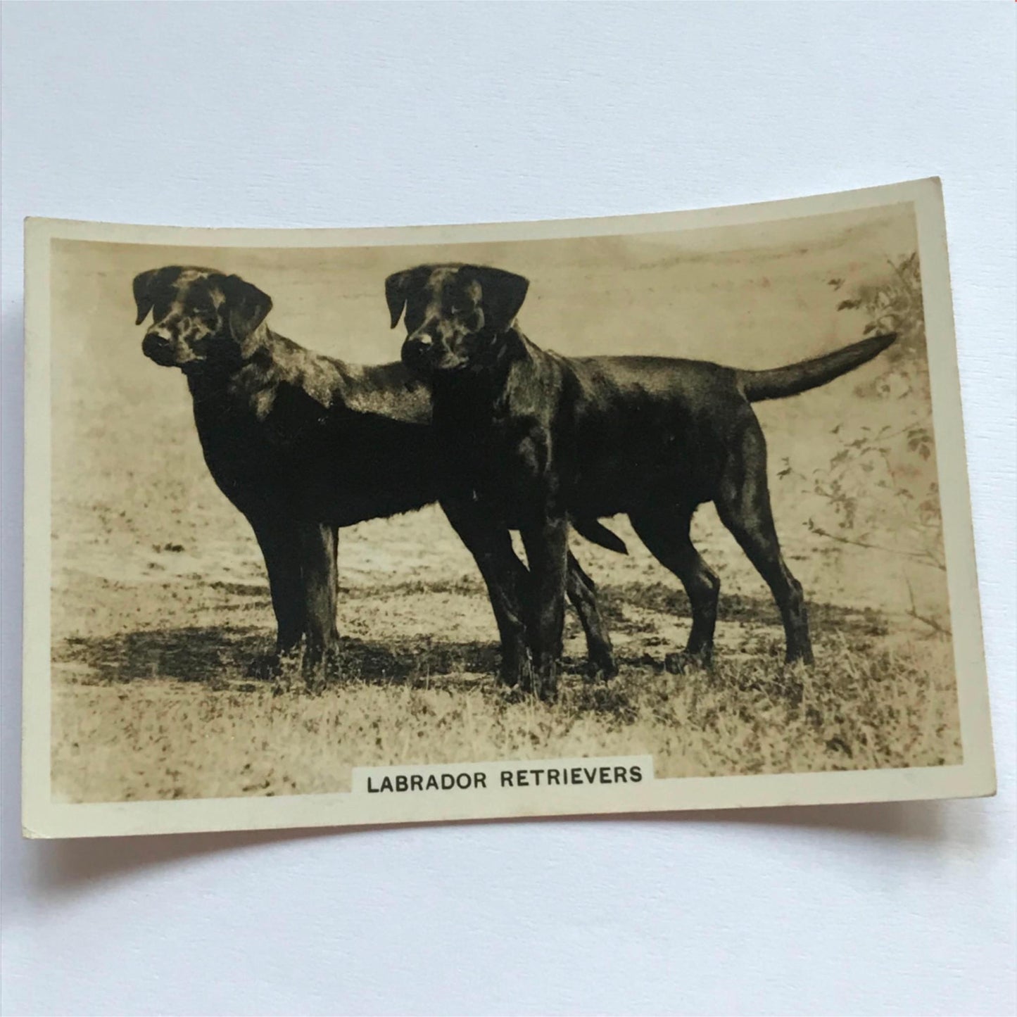DOGS - SENIOR SERVICE CIGARETTE CARDS 1930S PHOTOS - take your pick