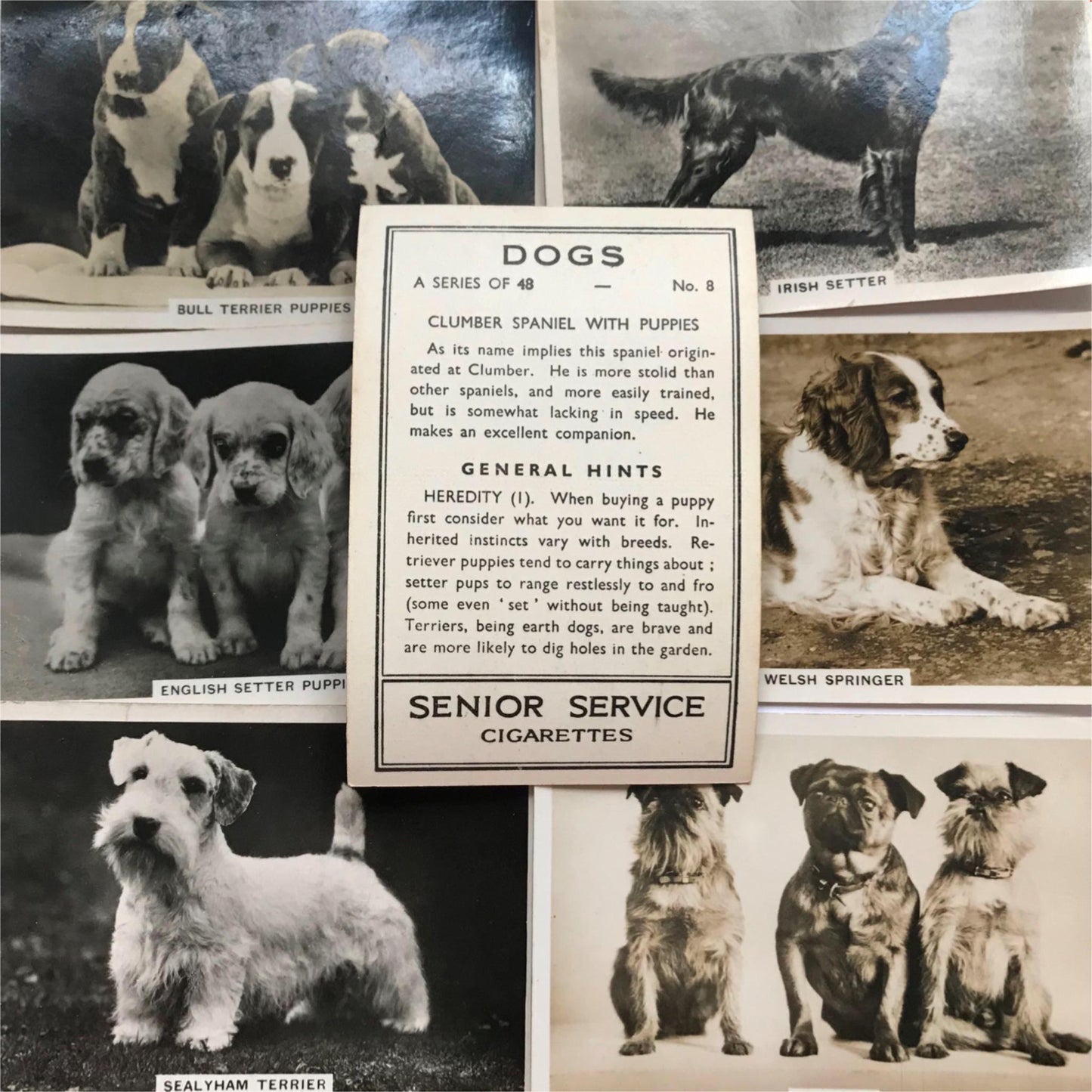 DOGS - SENIOR SERVICE CIGARETTE CARDS 1930S PHOTOS - take your pick