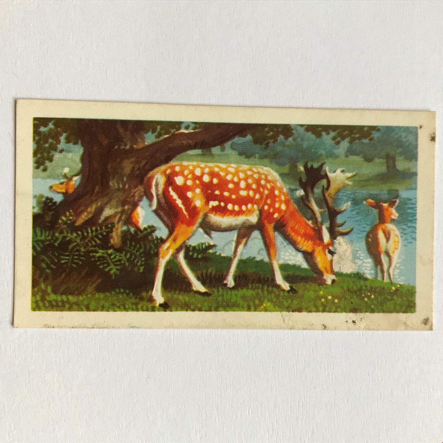 BRITISH WILD LIFE - Brooke Bond Tea Cards - Take your pick - wildlife pictures