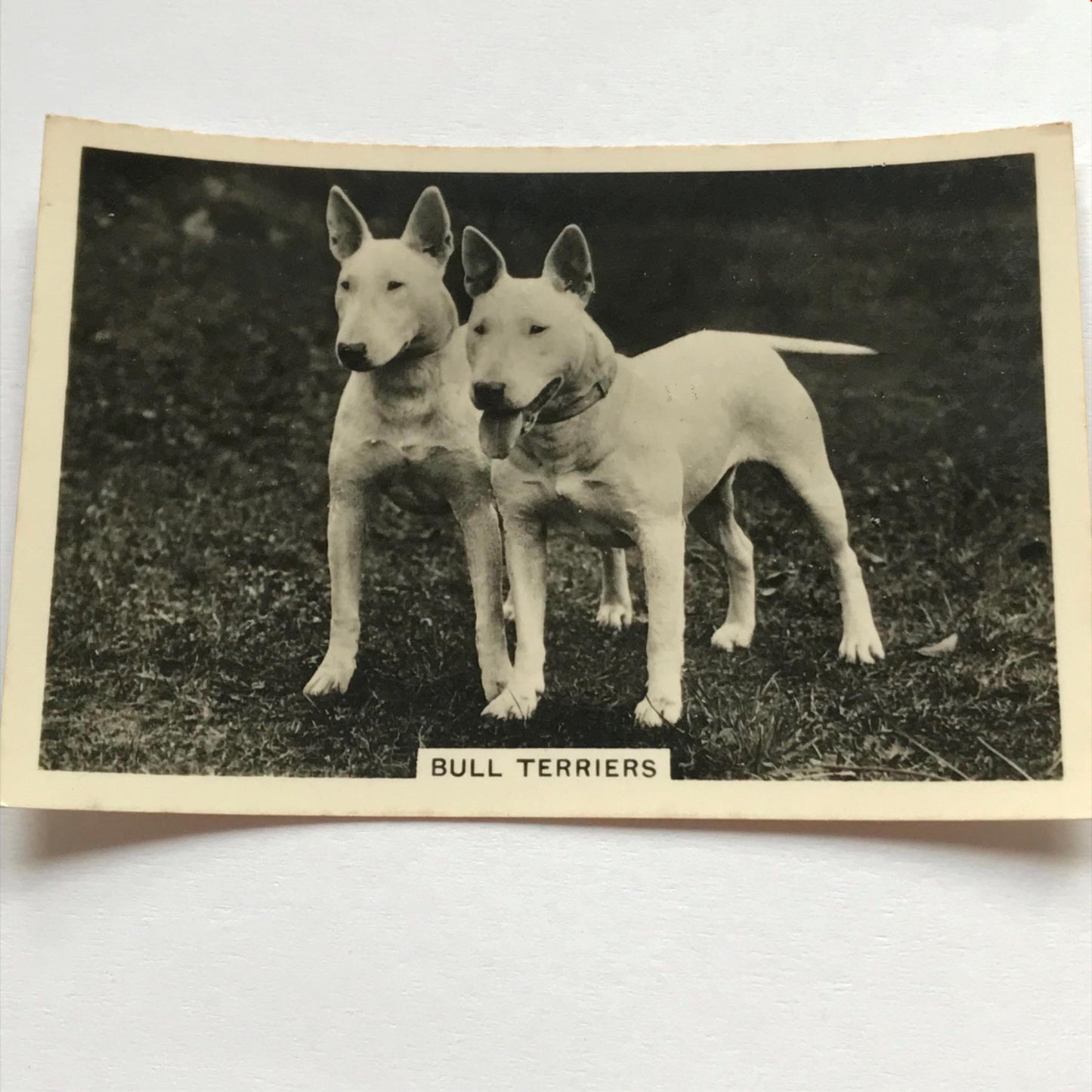 DOGS - SENIOR SERVICE CIGARETTE CARDS 1930S PHOTOS - take your pick