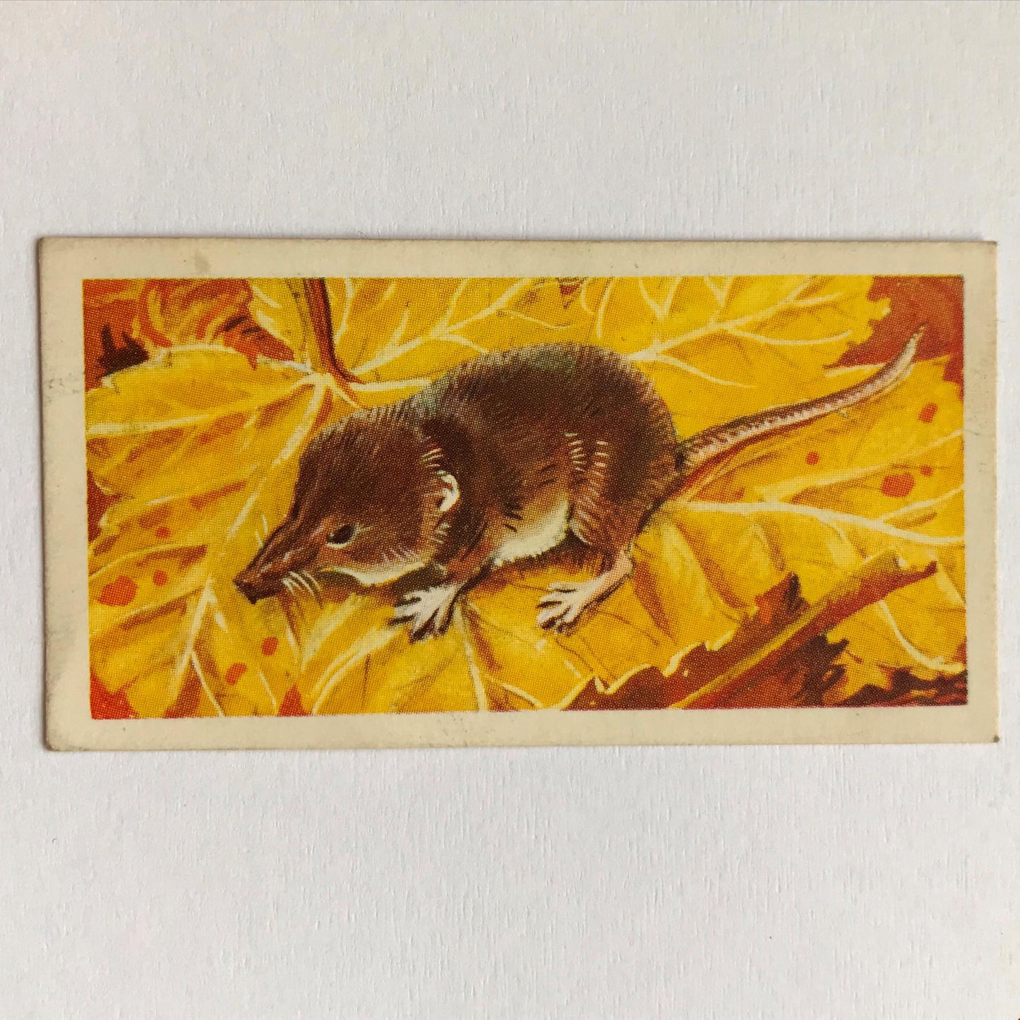 BRITISH WILD LIFE - Brooke Bond Tea Cards - Take your pick - wildlife pictures