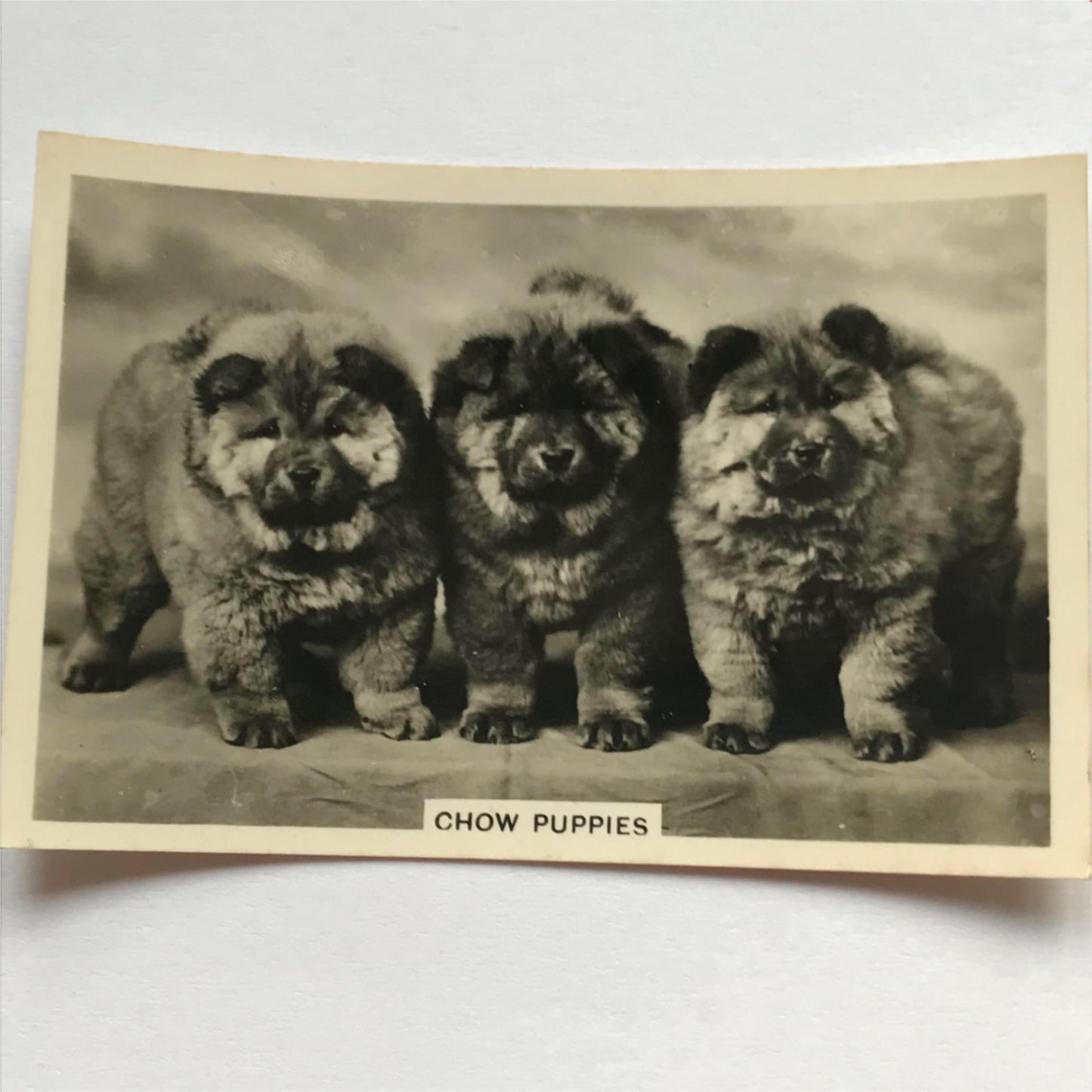 DOGS - SENIOR SERVICE CIGARETTE CARDS 1930S PHOTOS - take your pick