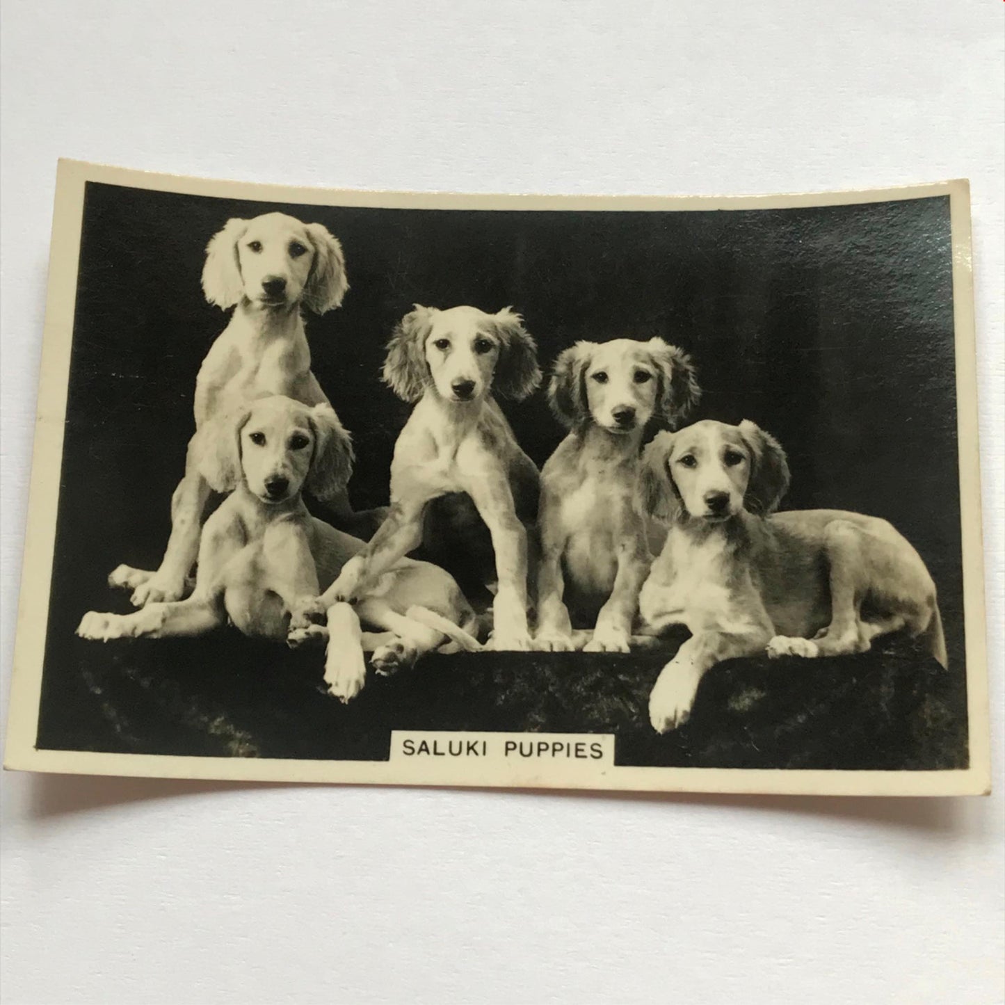 DOGS - SENIOR SERVICE CIGARETTE CARDS 1930S PHOTOS - take your pick
