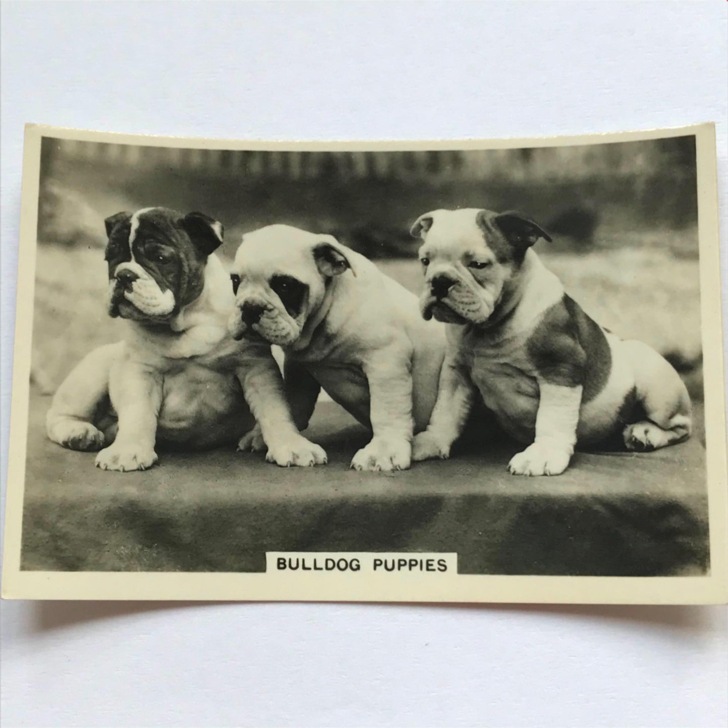 DOGS - SENIOR SERVICE CIGARETTE CARDS 1930S PHOTOS - take your pick