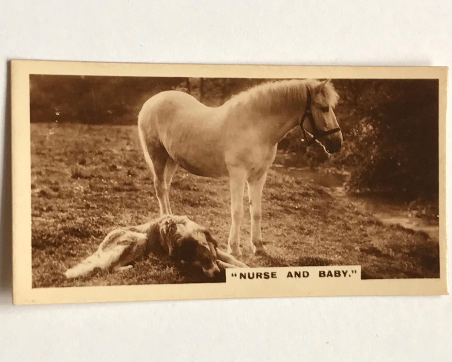 Vintage De Reszke Cigarette Card - No. 12 series 1 - ‘Nurse and Baby’ - 1930s dog and horse photo