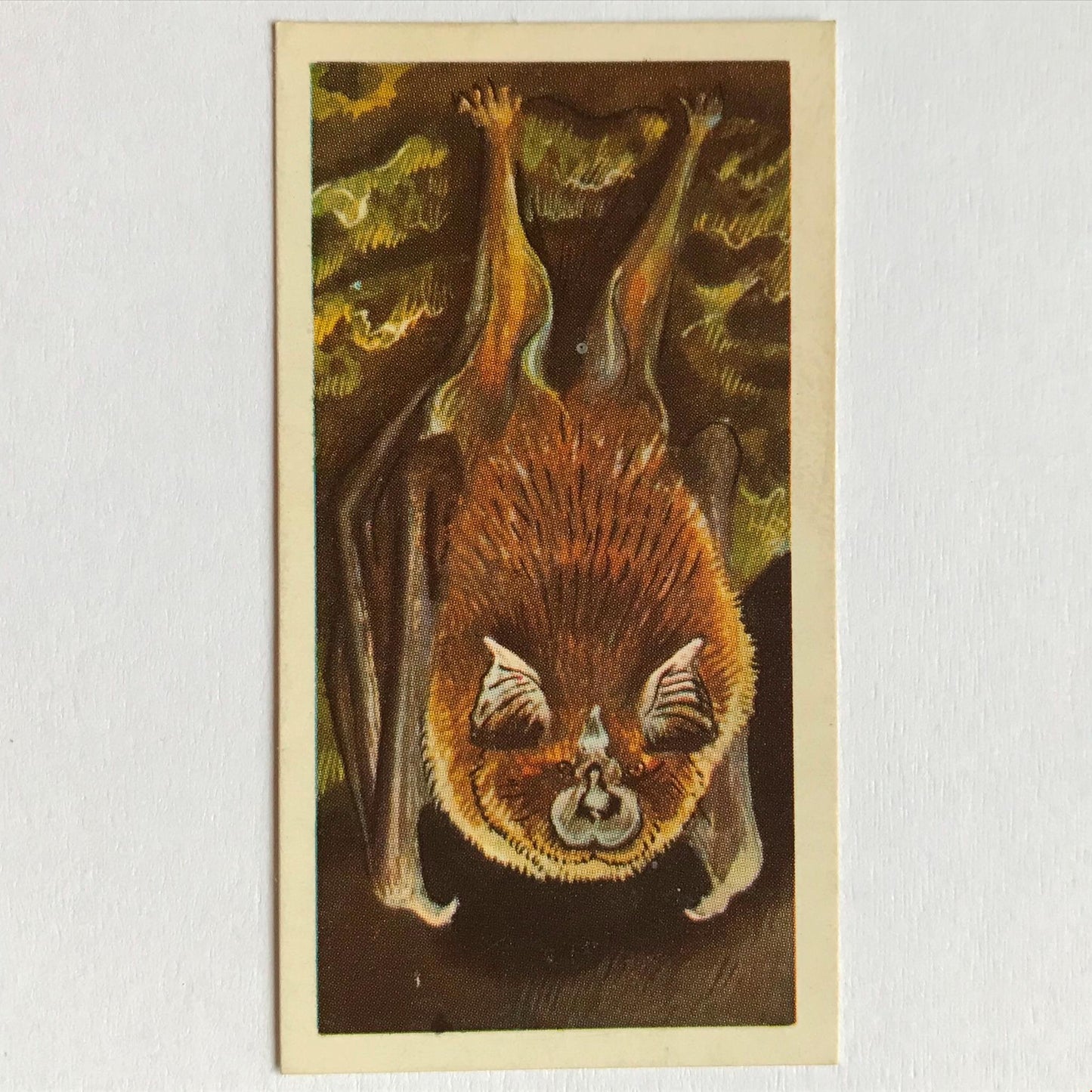 BRITISH WILD LIFE - Brooke Bond Tea Cards - Take your pick - wildlife pictures