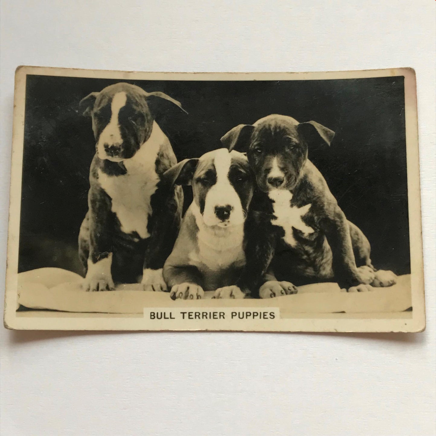 DOGS - SENIOR SERVICE CIGARETTE CARDS 1930S PHOTOS - take your pick