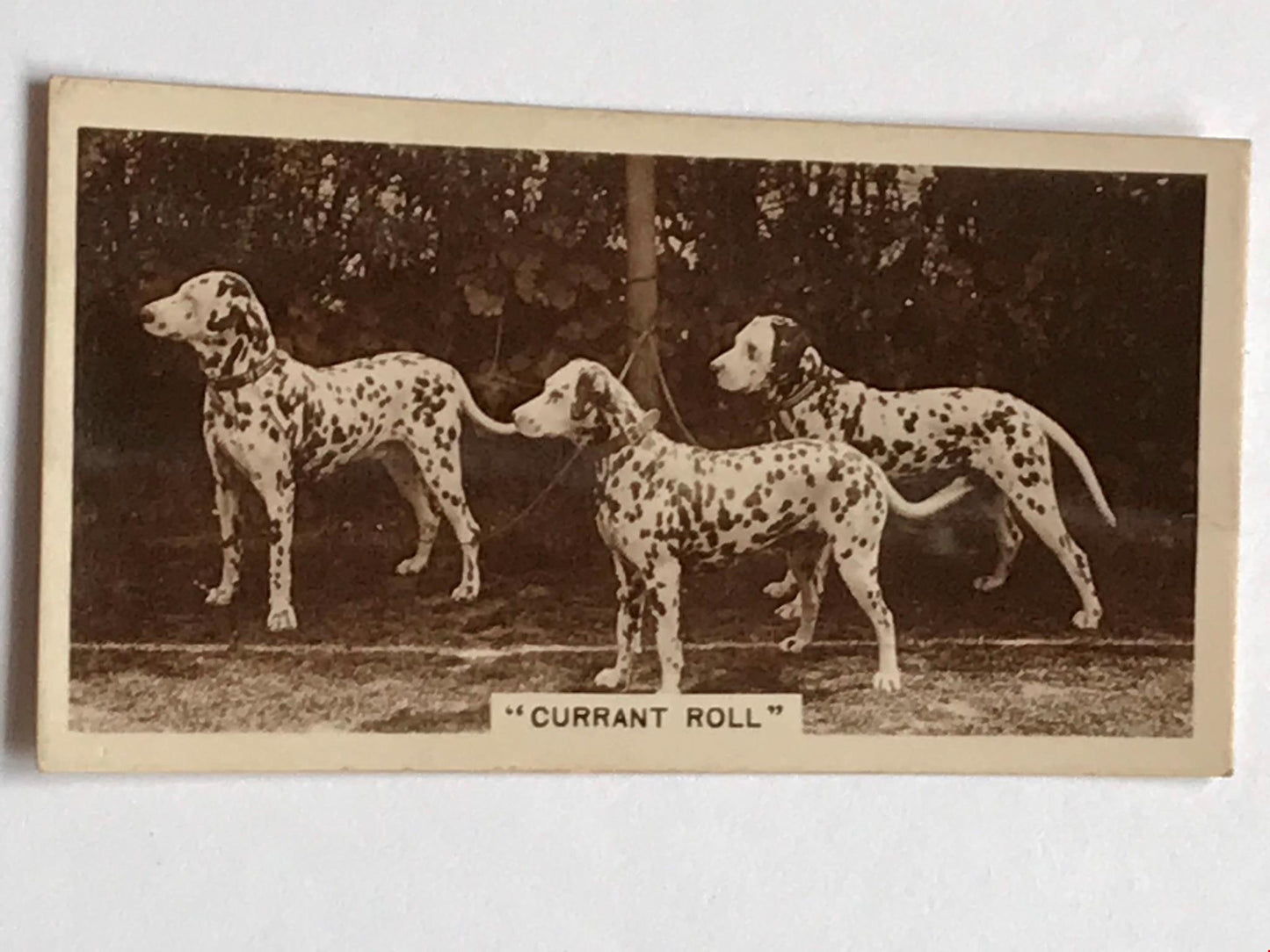 Vintage De Reszke Cigarette Card - Series 3 No. 20 - 'Currant Roll' - Dalmatians photo - 1930s
