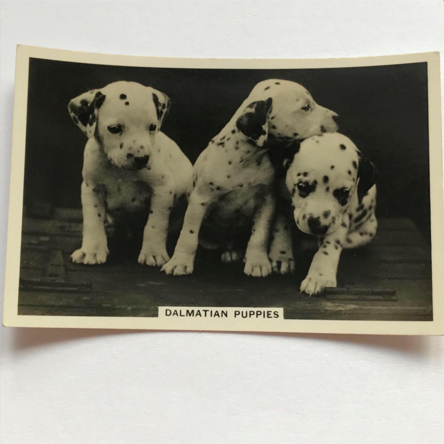 DOGS - SENIOR SERVICE CIGARETTE CARDS 1930S PHOTOS - take your pick