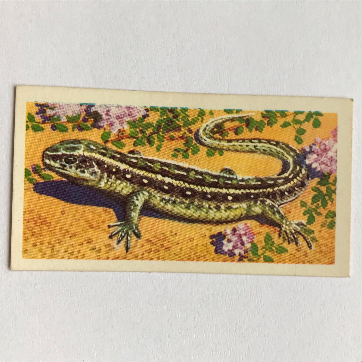 BRITISH WILD LIFE - Brooke Bond Tea Cards - Take your pick - wildlife pictures