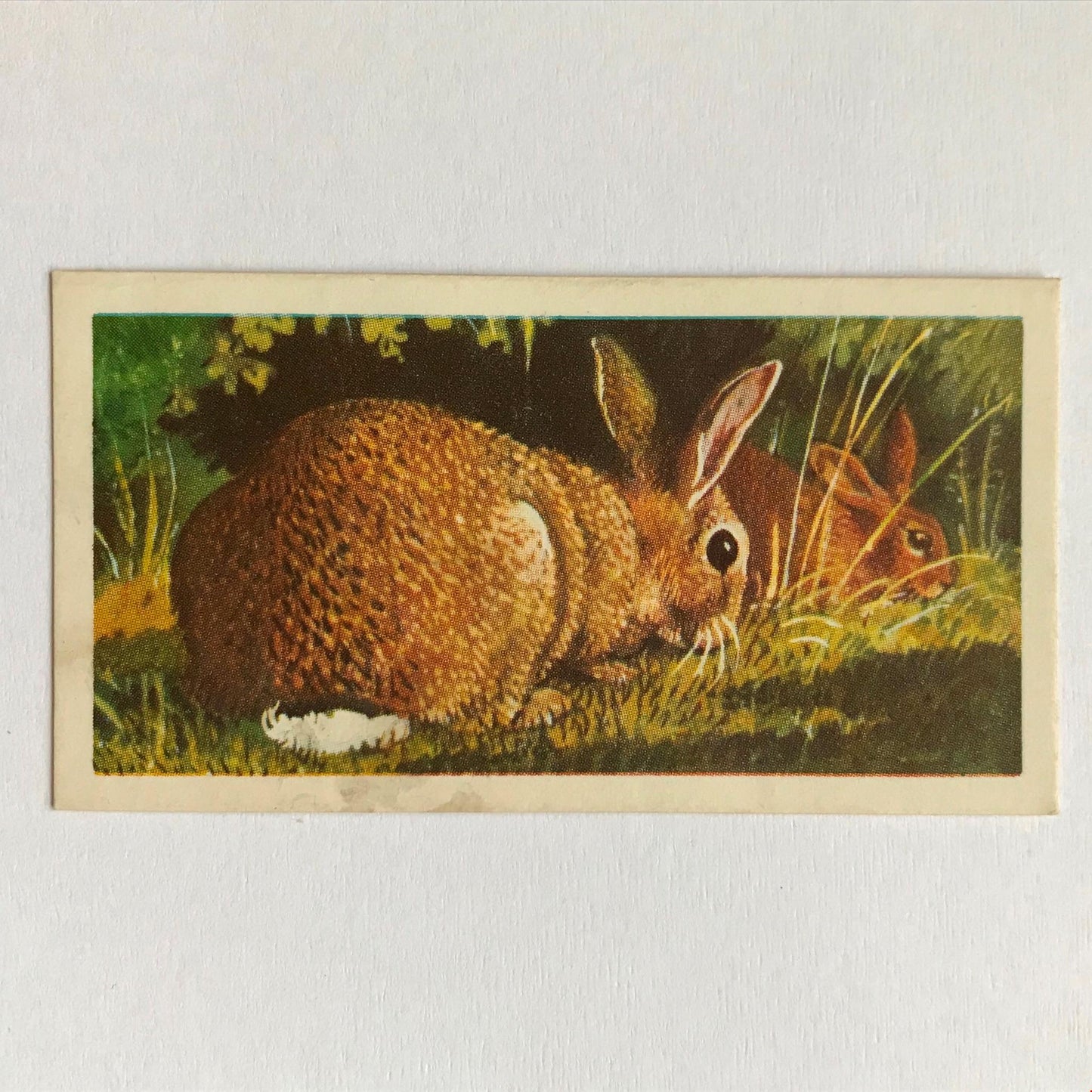 BRITISH WILD LIFE - Brooke Bond Tea Cards - Take your pick - wildlife pictures