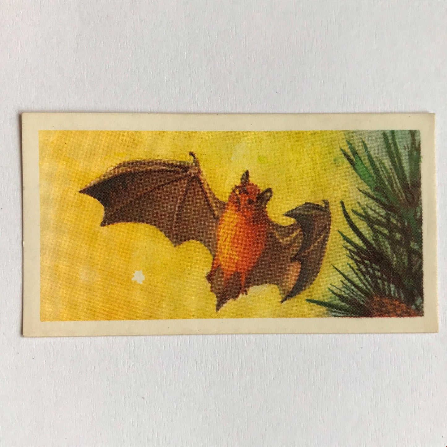 BRITISH WILD LIFE - Brooke Bond Tea Cards - Take your pick - wildlife pictures
