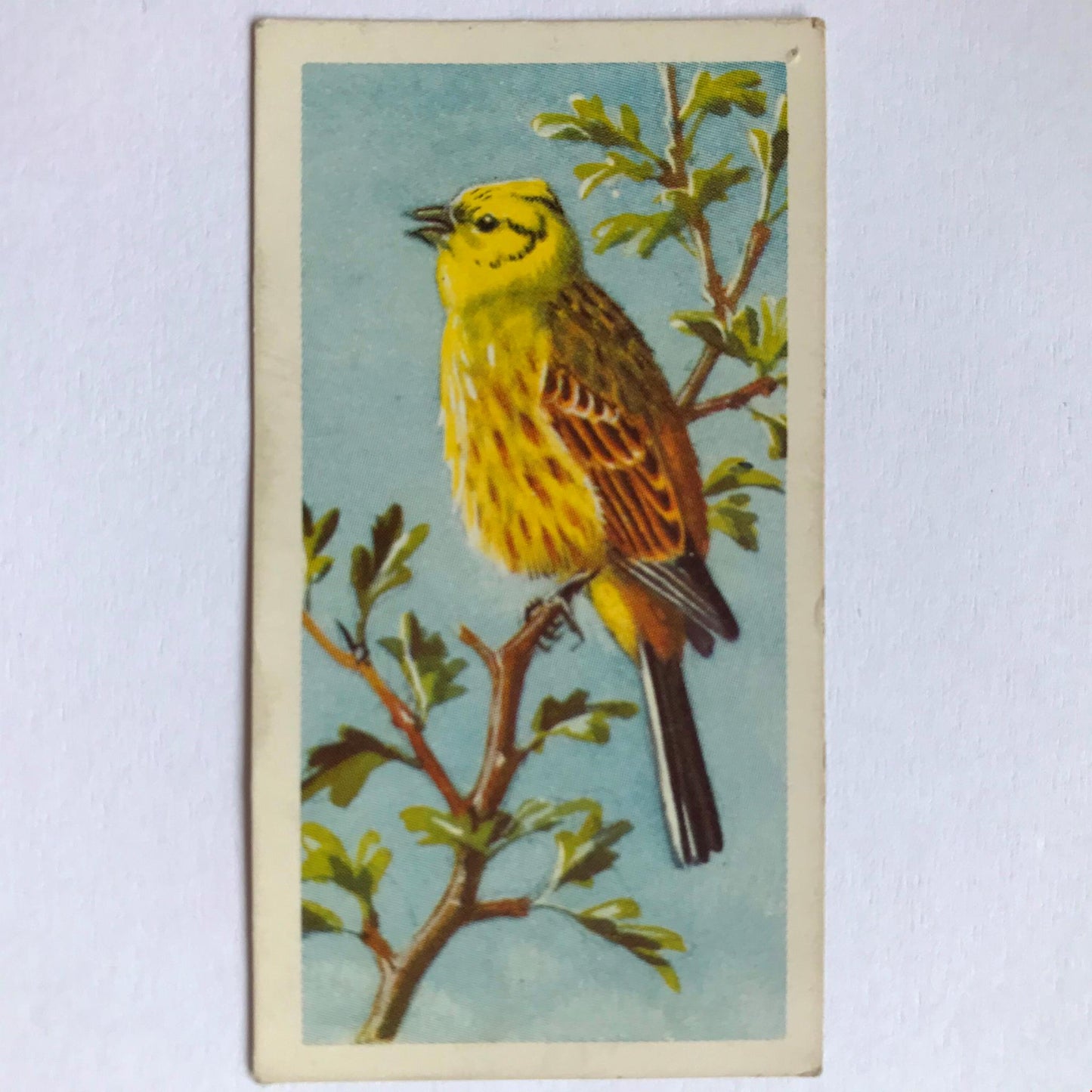 BIRD PORTRAITS Brooke Bond Tea Cards Sold Individually - take your pick