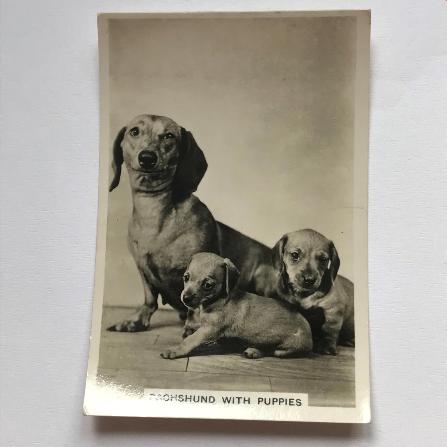 DOGS - SENIOR SERVICE CIGARETTE CARDS 1930S PHOTOS - take your pick