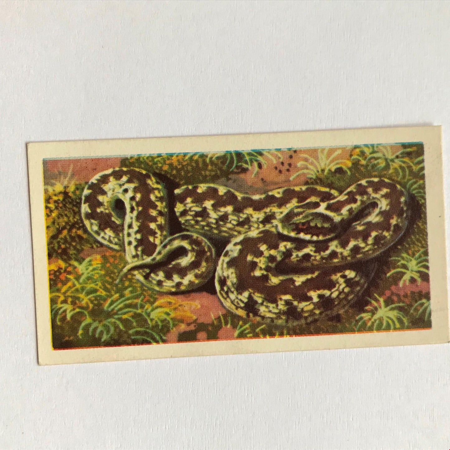 BRITISH WILD LIFE - Brooke Bond Tea Cards - Take your pick - wildlife pictures