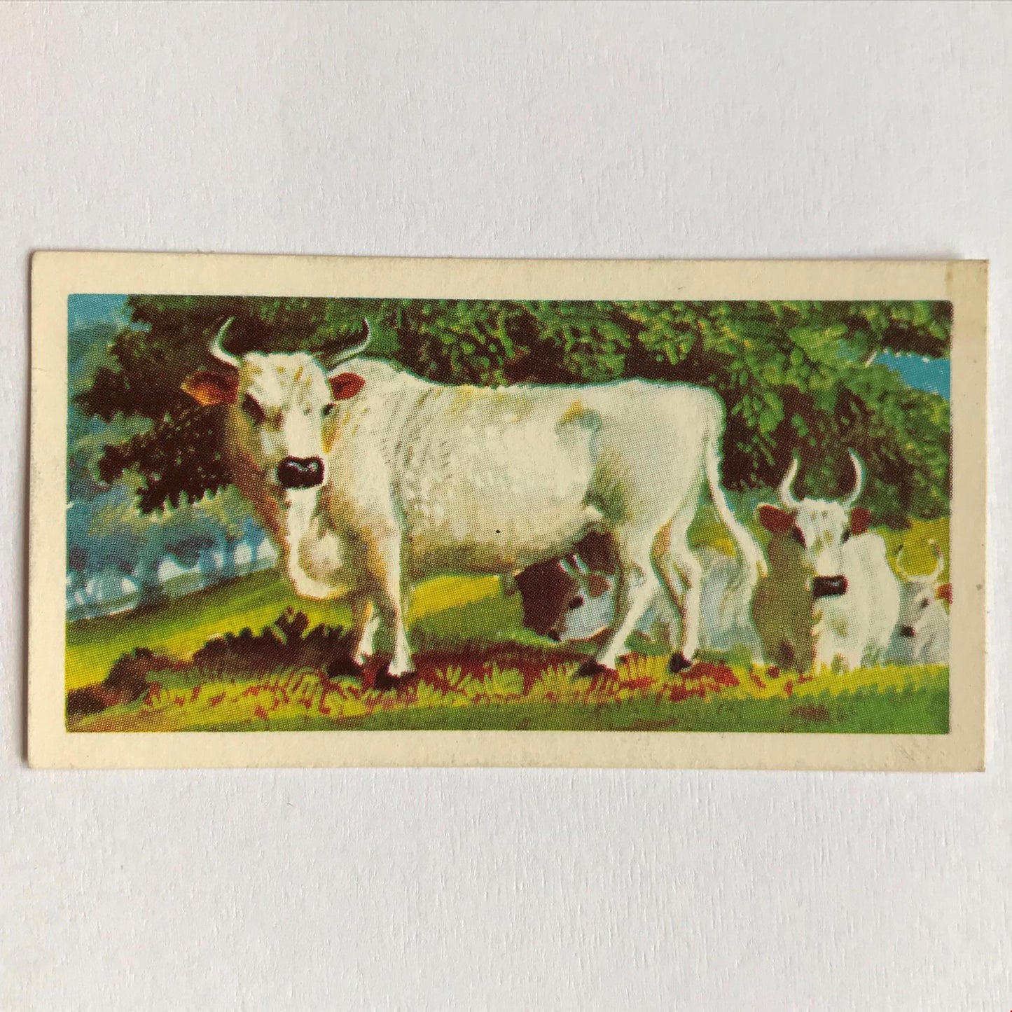 BRITISH WILD LIFE - Brooke Bond Tea Cards - Take your pick - wildlife pictures