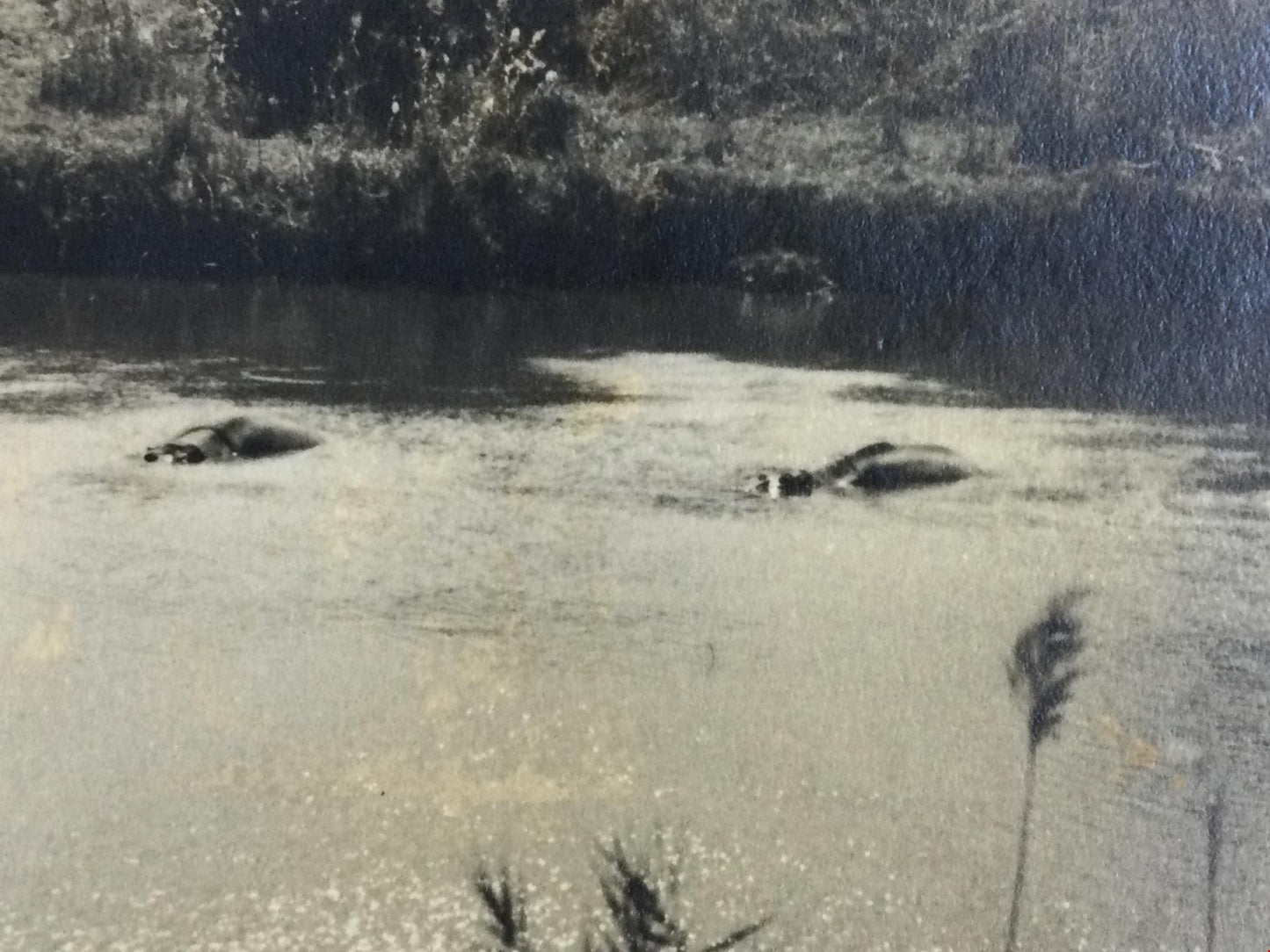 Vintage RP Postcard. River with hippos? crocodiles? Black & White. Unposted