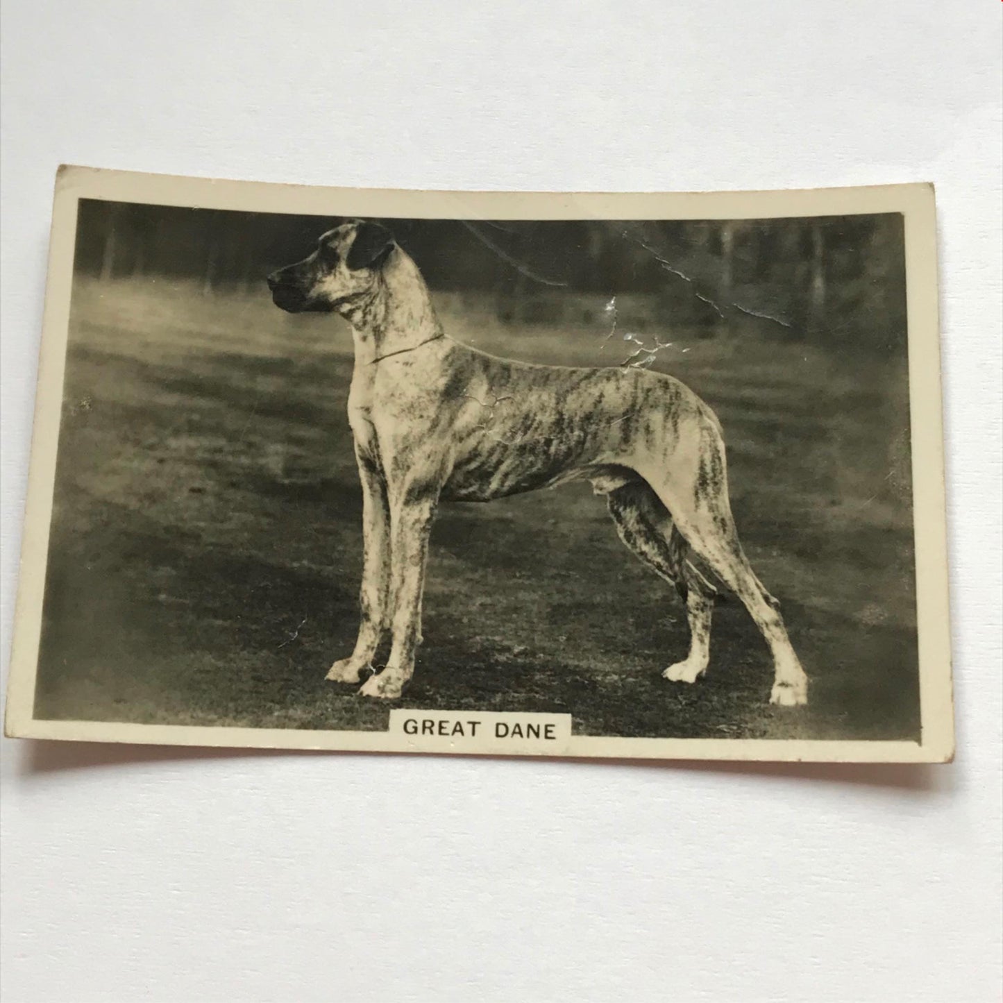 DOGS - SENIOR SERVICE CIGARETTE CARDS 1930S PHOTOS - take your pick