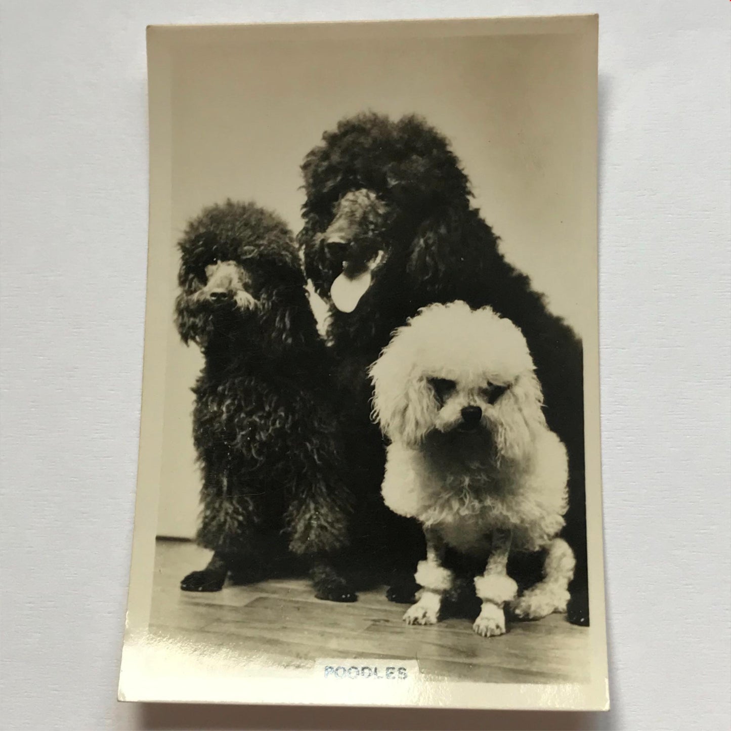 DOGS - SENIOR SERVICE CIGARETTE CARDS 1930S PHOTOS - take your pick