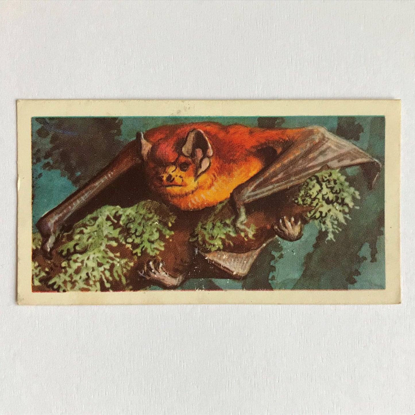 BRITISH WILD LIFE - Brooke Bond Tea Cards - Take your pick - wildlife pictures