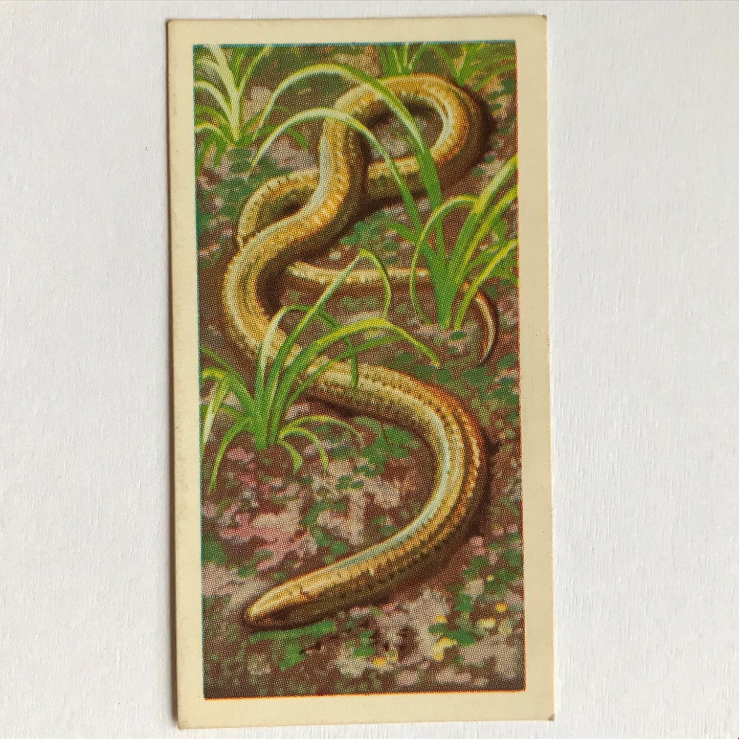 BRITISH WILD LIFE - Brooke Bond Tea Cards - Take your pick - wildlife pictures