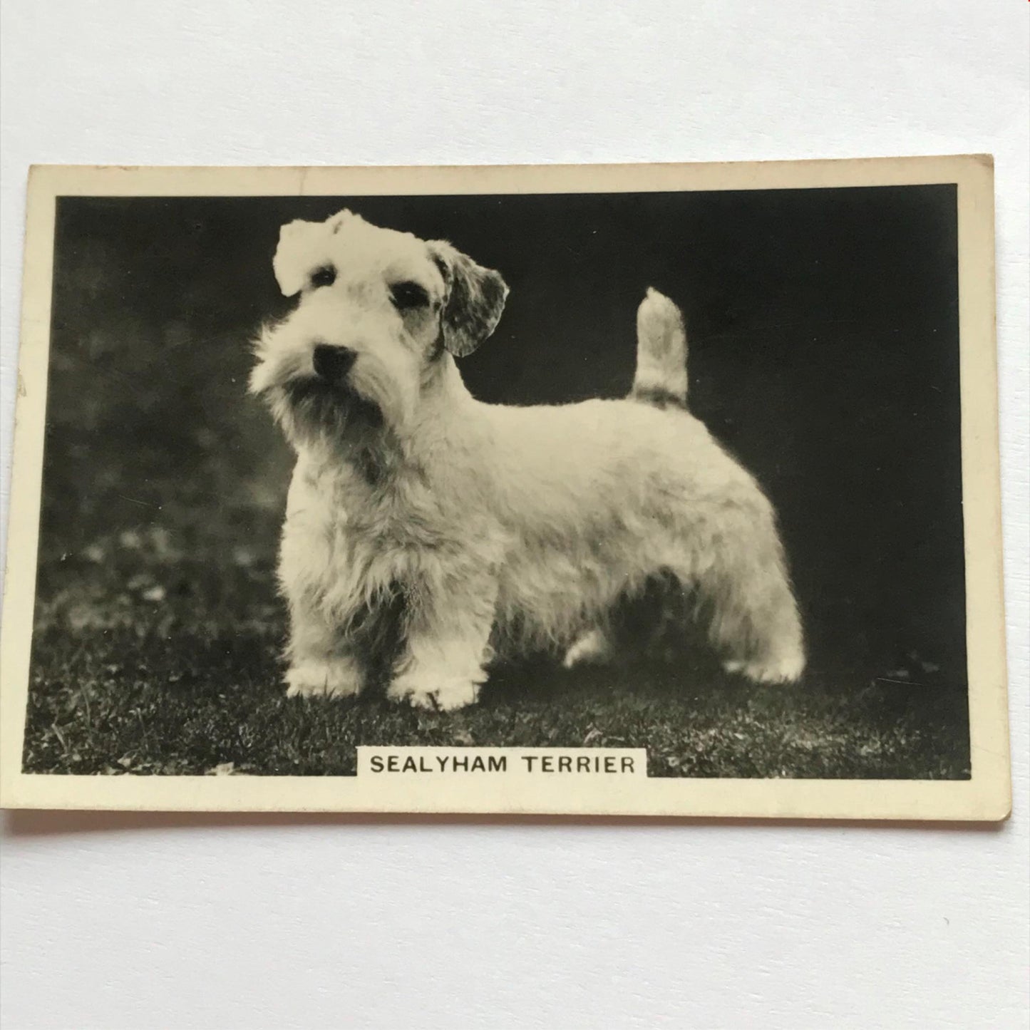 DOGS - SENIOR SERVICE CIGARETTE CARDS 1930S PHOTOS - take your pick