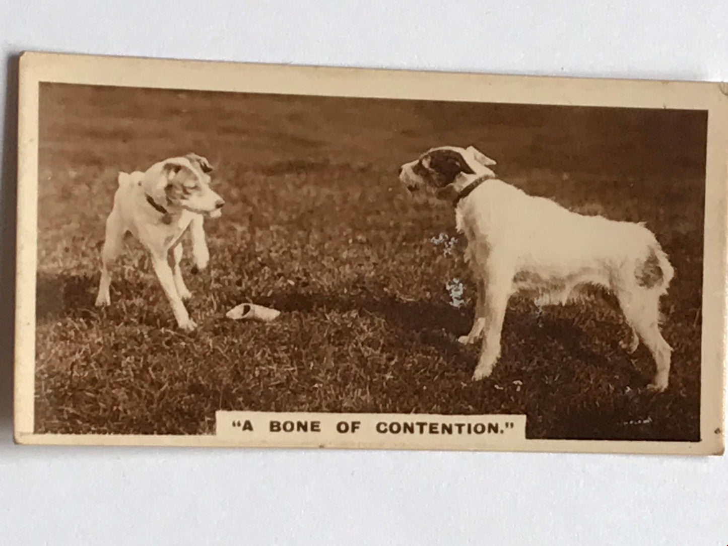 Vintage De Reske Cigarette Card - Series 1 No. 11 - 'A Bone Of Contention' - Photo of dogs with bone