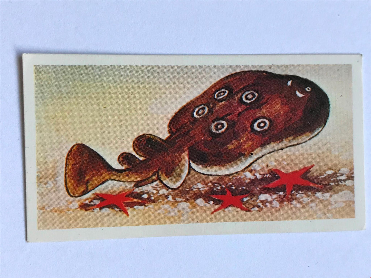 WONDERS OF WILDLIFE Brooke Bond Tea Cards - Sold individually - take your pick