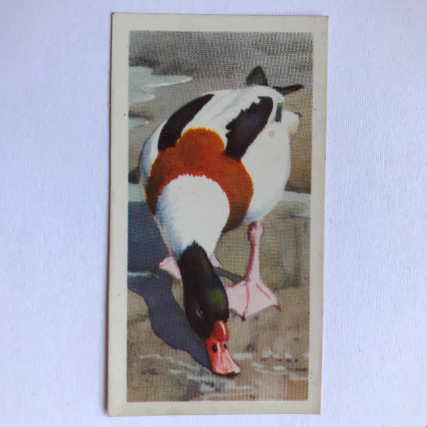 BIRD PORTRAITS Brooke Bond Tea Cards Sold Individually - take your pick