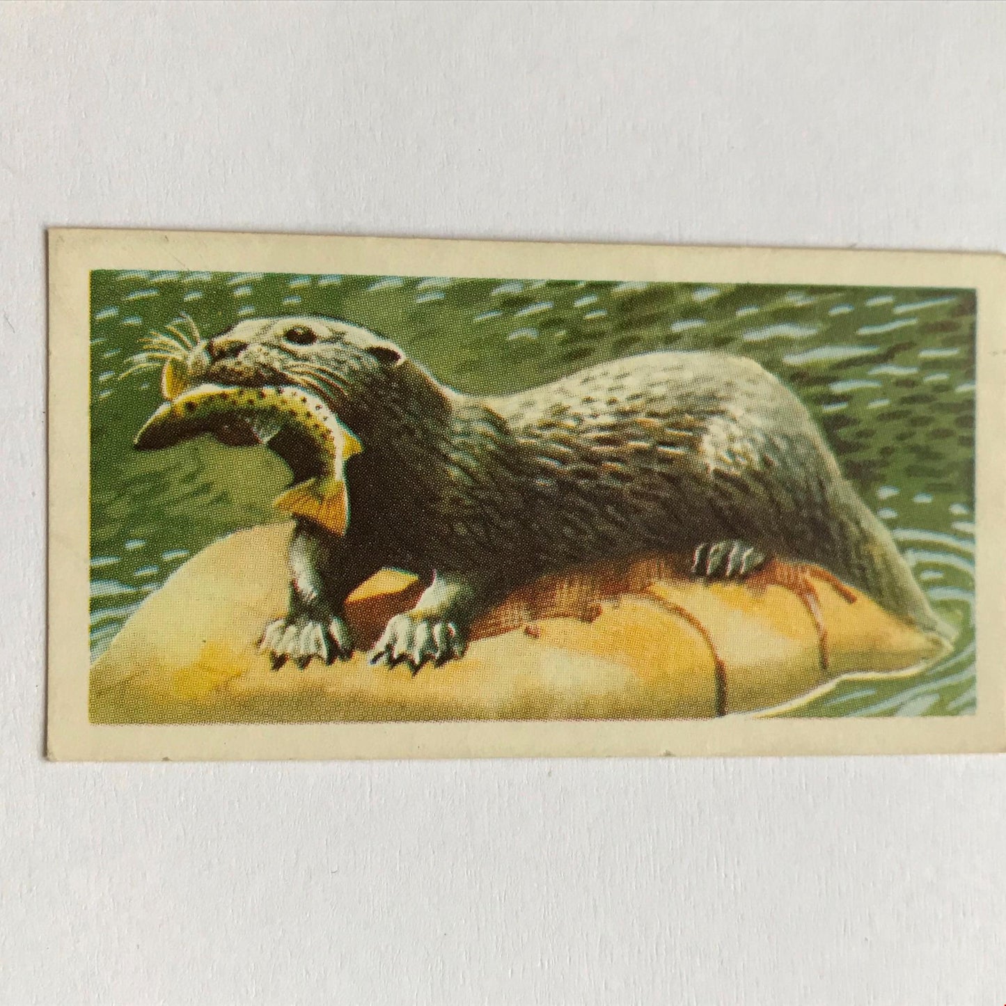 BRITISH WILD LIFE - Brooke Bond Tea Cards - Take your pick - wildlife pictures