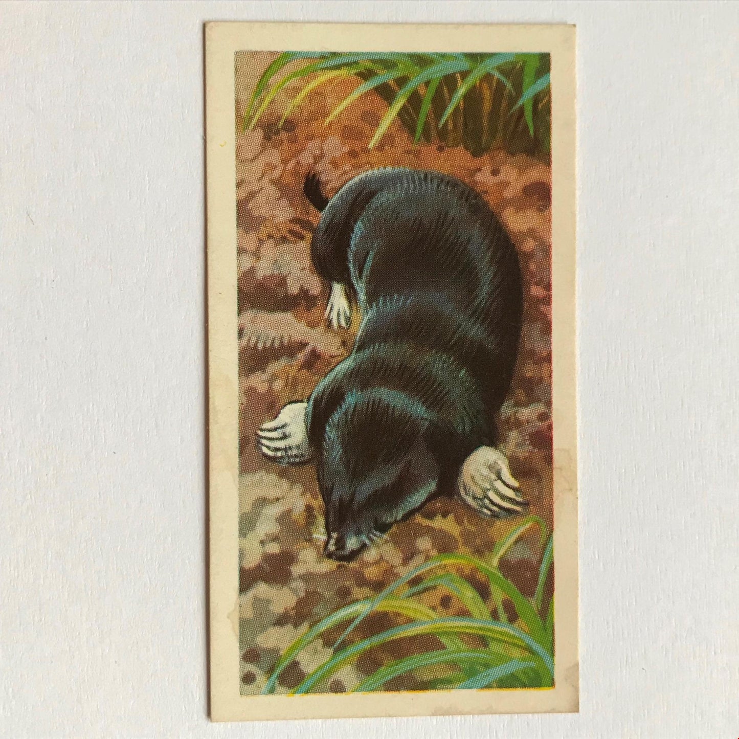 BRITISH WILD LIFE - Brooke Bond Tea Cards - Take your pick - wildlife pictures