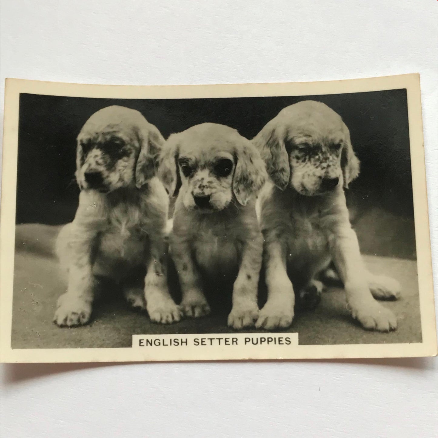 DOGS - SENIOR SERVICE CIGARETTE CARDS 1930S PHOTOS - take your pick