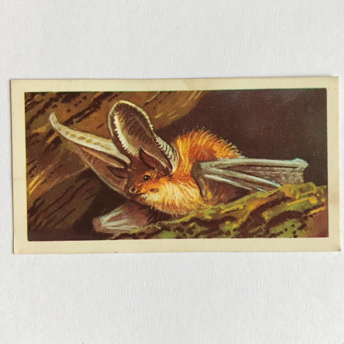BRITISH WILD LIFE - Brooke Bond Tea Cards - Take your pick - wildlife pictures