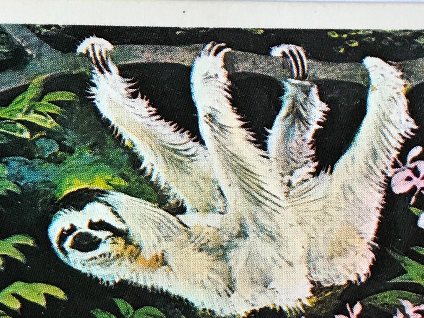 WONDERS OF WILDLIFE Brooke Bond Tea Cards - Sold individually - take your pick