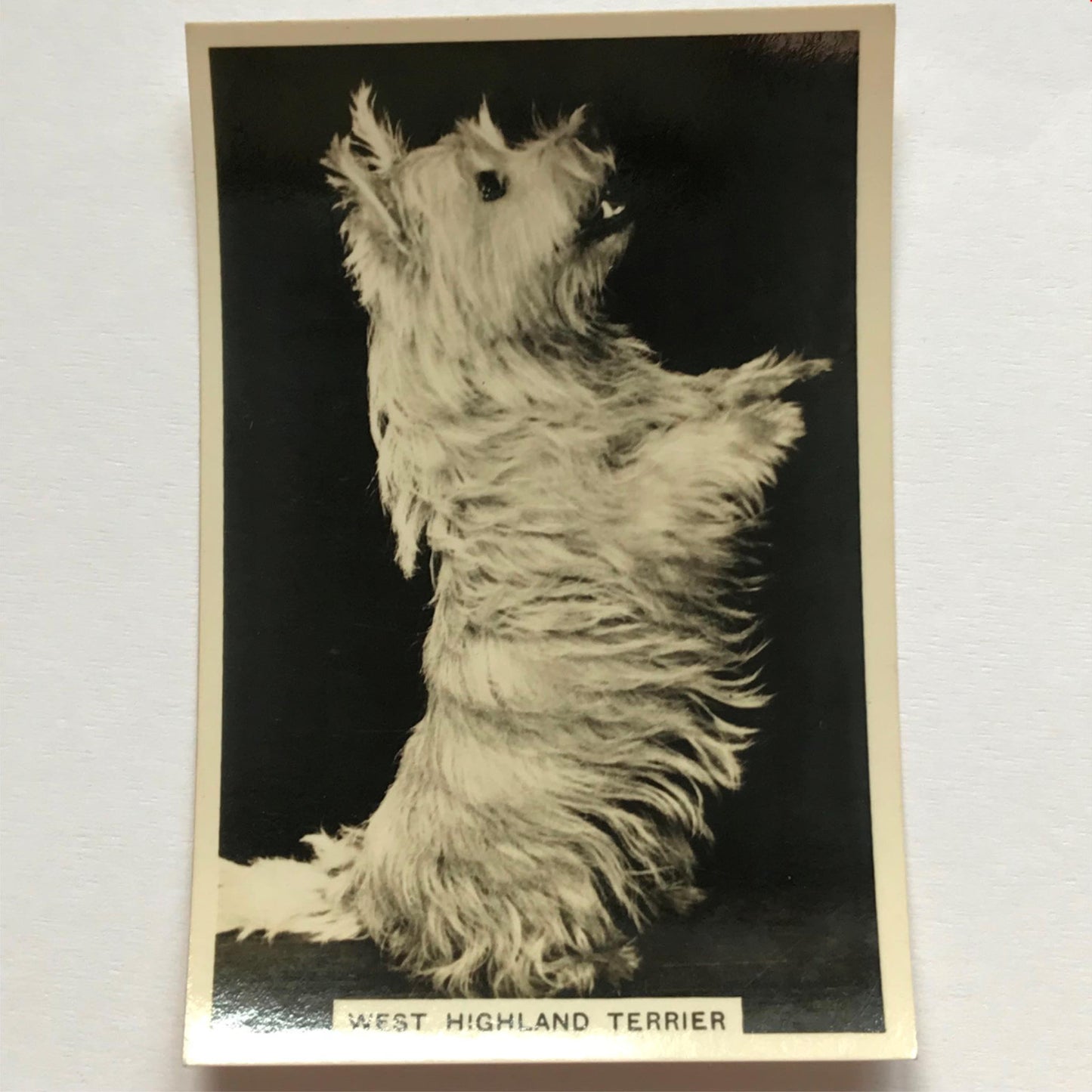 DOGS - SENIOR SERVICE CIGARETTE CARDS 1930S PHOTOS - take your pick