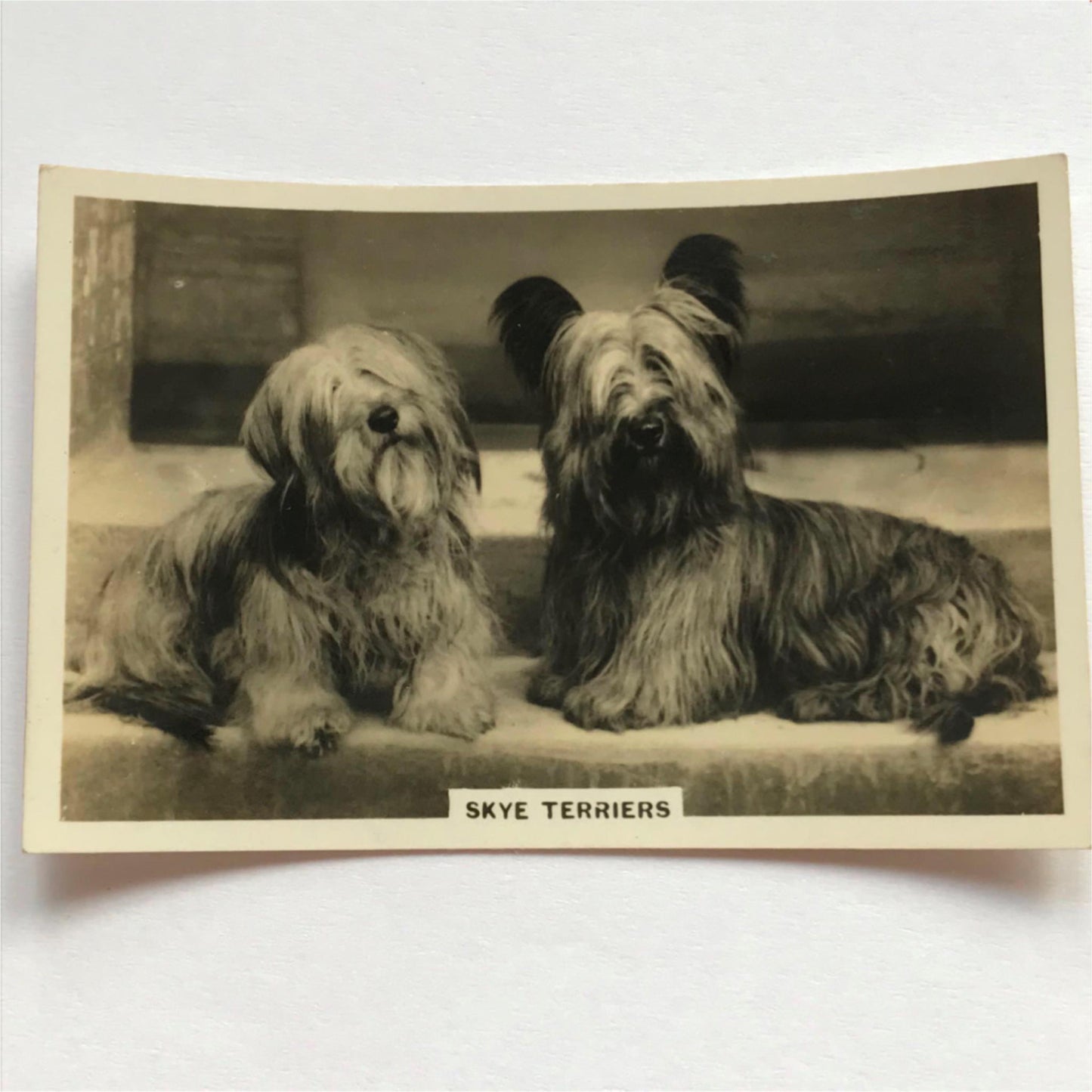 DOGS - SENIOR SERVICE CIGARETTE CARDS 1930S PHOTOS - take your pick