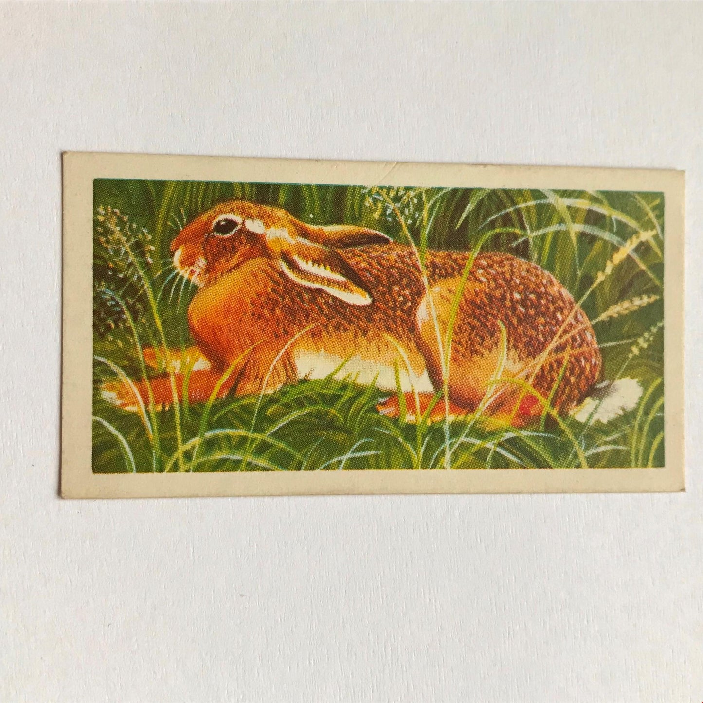 BRITISH WILD LIFE - Brooke Bond Tea Cards - Take your pick - wildlife pictures
