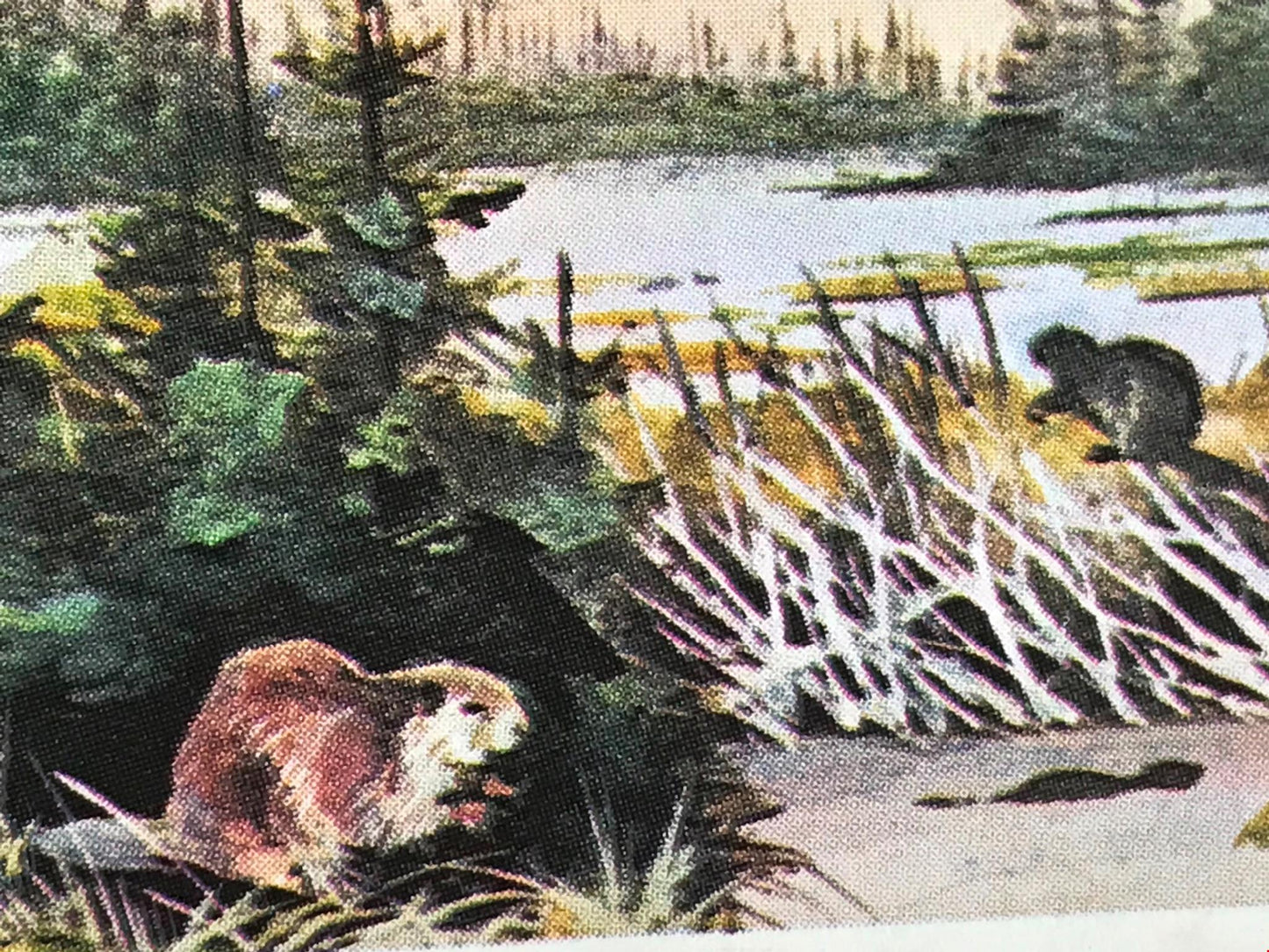 WONDERS OF WILDLIFE Brooke Bond Tea Cards - Sold individually - take your pick
