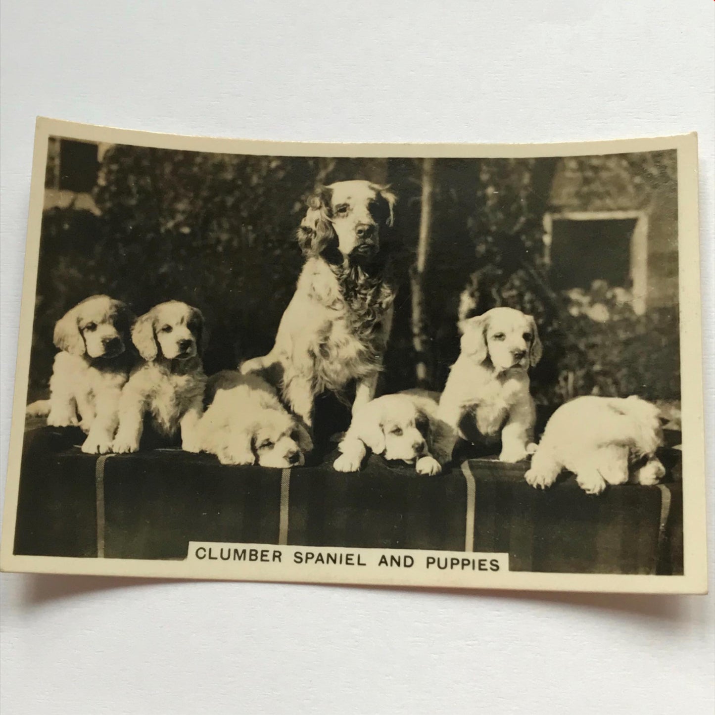 DOGS - SENIOR SERVICE CIGARETTE CARDS 1930S PHOTOS - take your pick