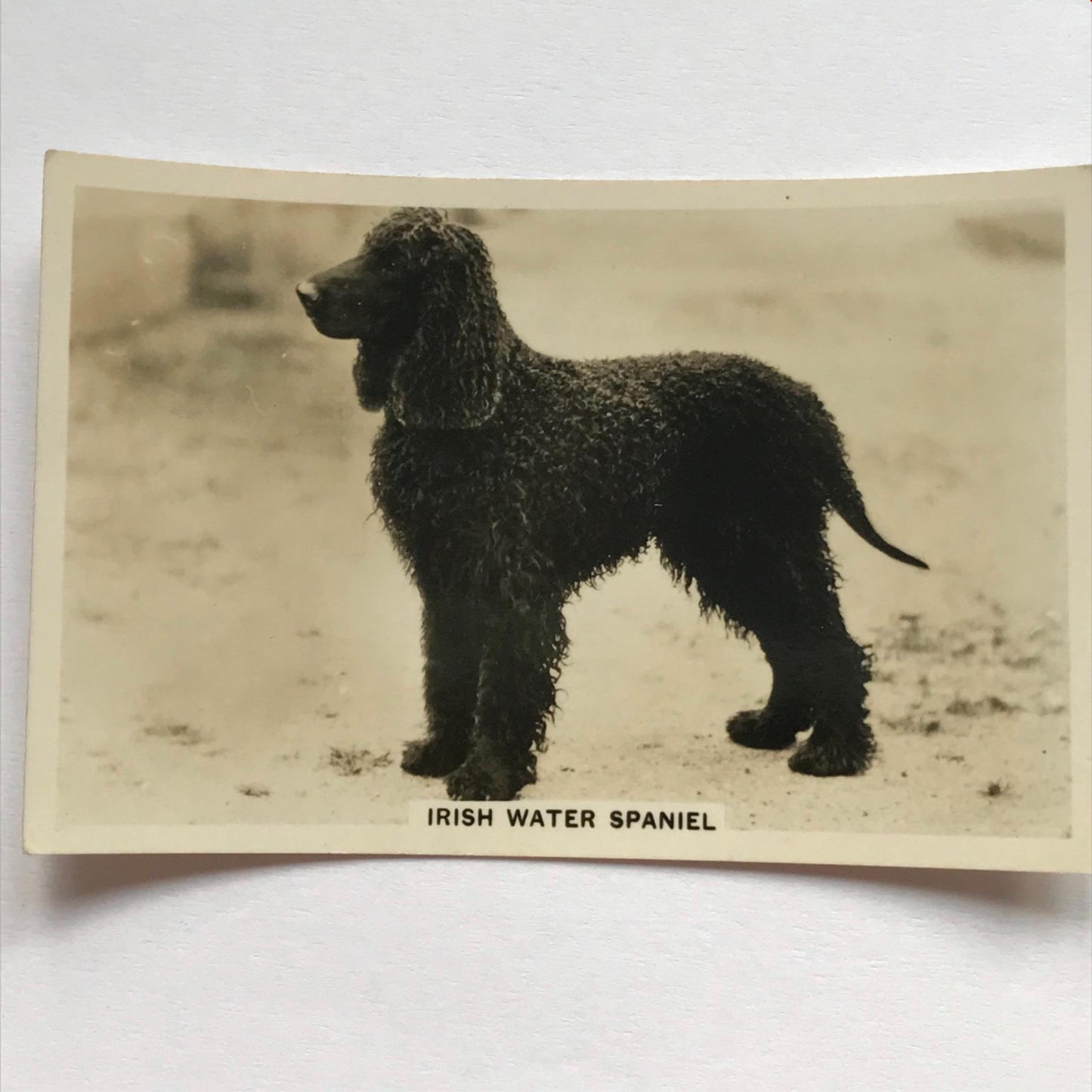 DOGS - SENIOR SERVICE CIGARETTE CARDS 1930S PHOTOS - take your pick