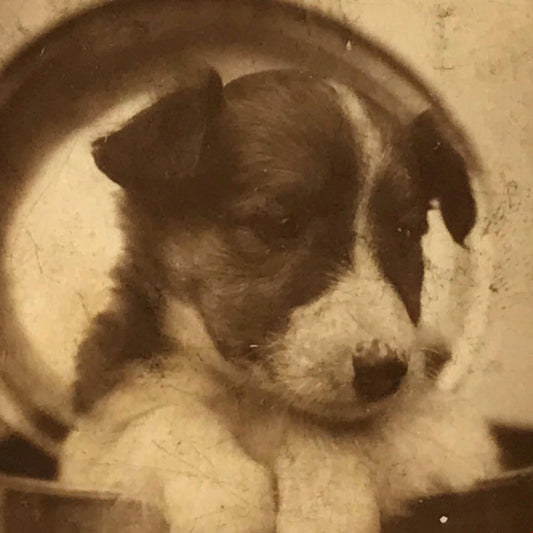 IN HOT WATER - Puppy in Pot - cute photo - De Reszke Vintage Cigarette Card - No. 6