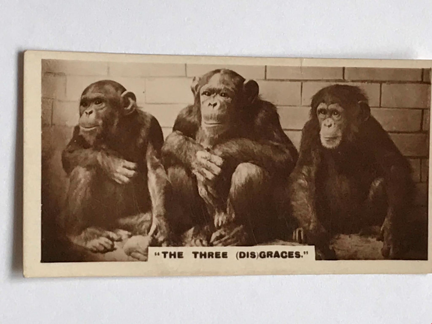 VINTAGE CHIMPS PHOTO De Reszke Cigarette Card ‘The 3 (dis)Graces’ series 1 no.27