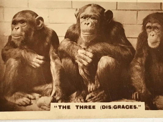 VINTAGE CHIMPS PHOTO De Reszke Cigarette Card ‘The 3 (dis)Graces’ series 1 no.27