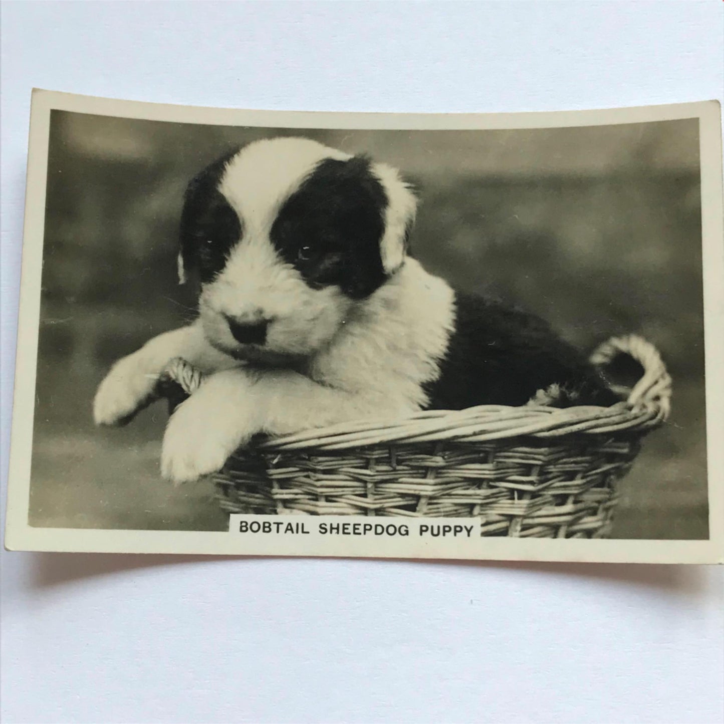 DOGS - SENIOR SERVICE CIGARETTE CARDS 1930S PHOTOS - take your pick