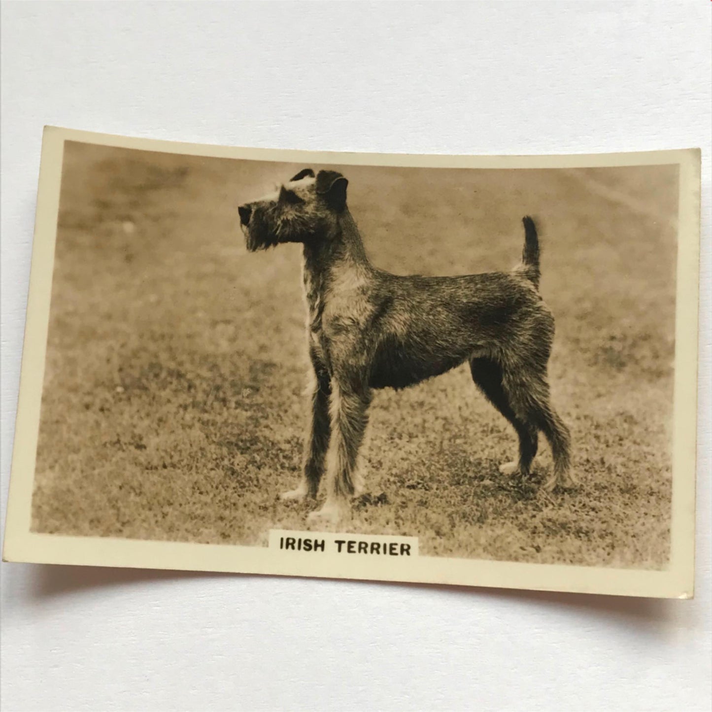 DOGS - SENIOR SERVICE CIGARETTE CARDS 1930S PHOTOS - take your pick
