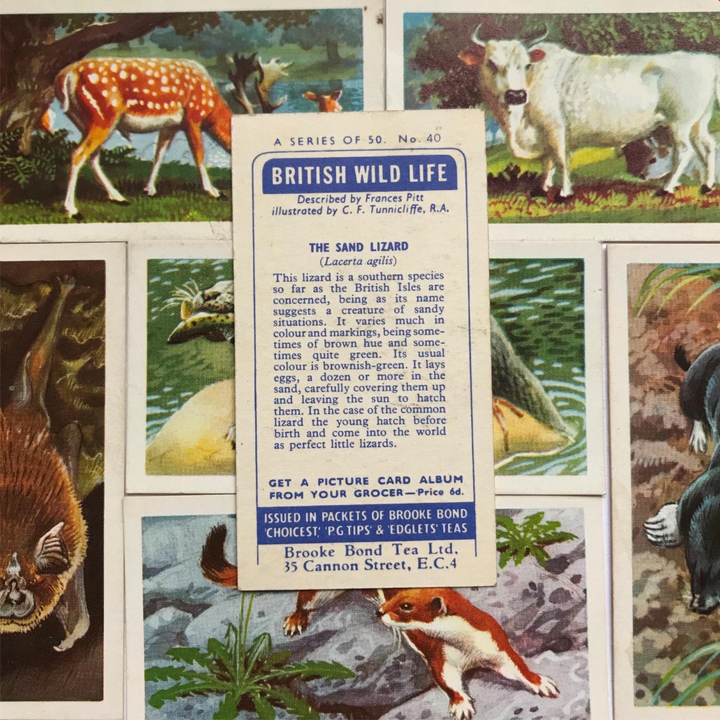 BRITISH WILD LIFE - Brooke Bond Tea Cards - Take your pick - wildlife pictures